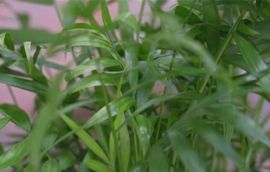 Mexikanische Bergpalme - Umtopfen Mexikanische Bergpalme - Umtopfen