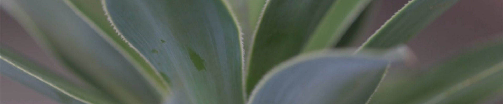 Mangave - Umtopfen (thumbnail).jpg Mangave - Umtopfen (thumbnail).jpg