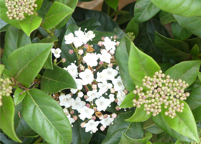 Viburnum tinus Viburnum tinus