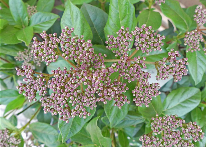 Viburnum tinus 'Eve Price' Viburnum tinus 'Eve Price'