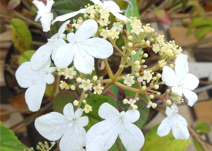 Viburnum plicatum 'Summer Snowflake' Viburnum plicatum 'Summer Snowflake'