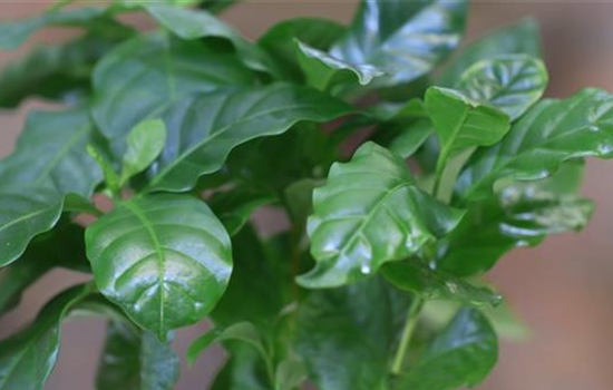 Kaffeepflanze - Umtopfen Kaffeepflanze - Umtopfen