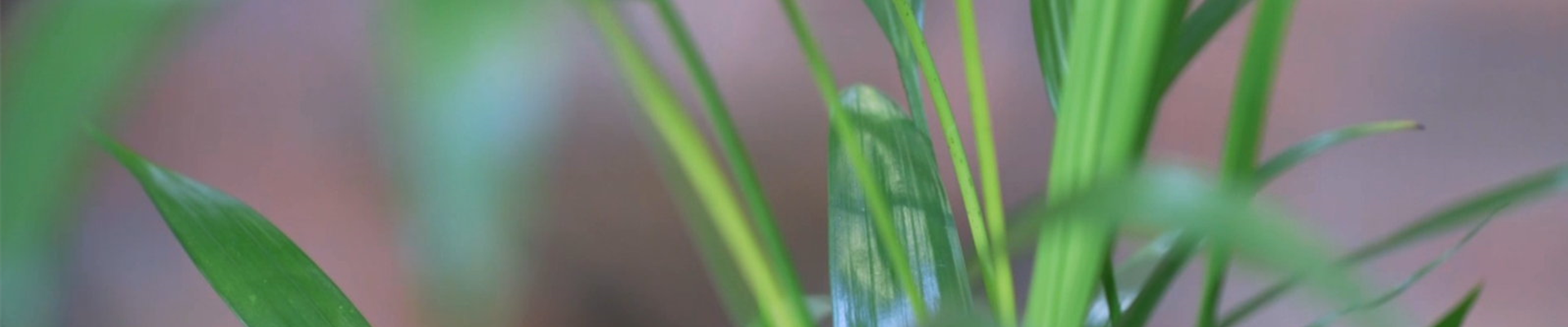 Katzenpalme - Umtopfen (thumbnail).jpg Katzenpalme - Umtopfen (thumbnail).jpg