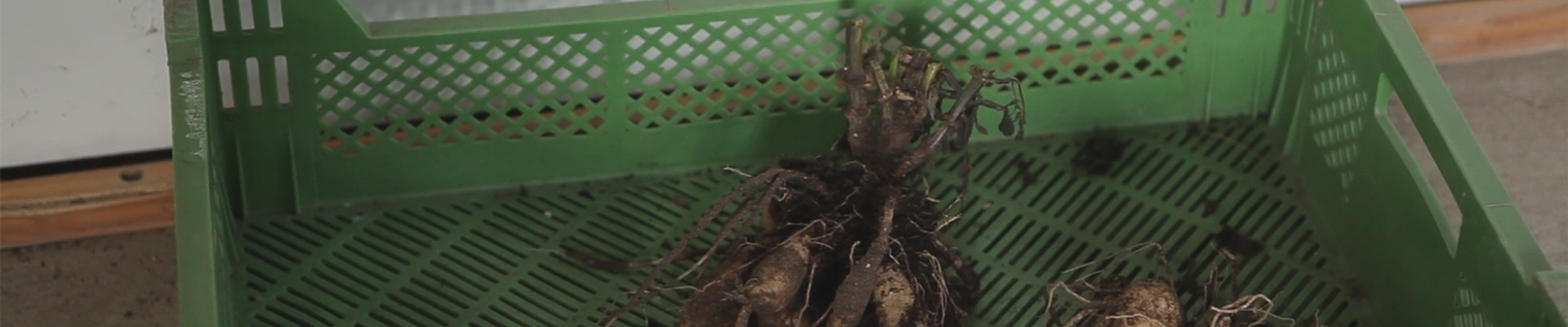 Dahlien - Überwintern (thumbnail).jpg Dahlien - Überwintern (thumbnail).jpg