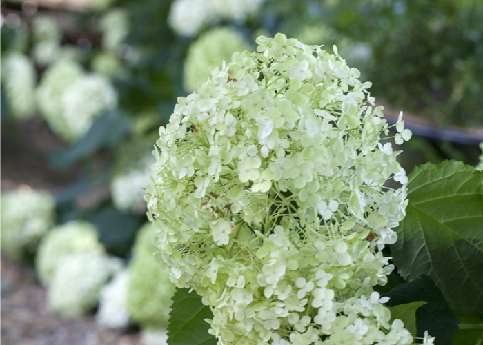 Hydrangea arborescens 'Annabelle' Hydrangea arborescens 'Annabelle'