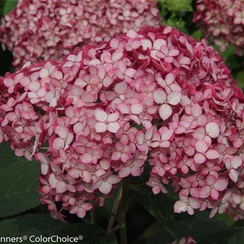 Hydrangea arborescens 'Ruby Annabelle'® PW® Hydrangea arborescens 'Ruby Annabelle'® PW®