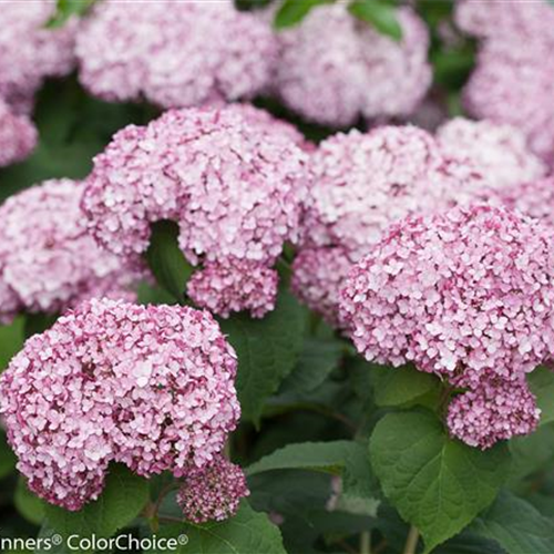 Hydrangea arborescens 'Sweet Annabelle'® PW® Hydrangea arborescens 'Sweet Annabelle'® PW®