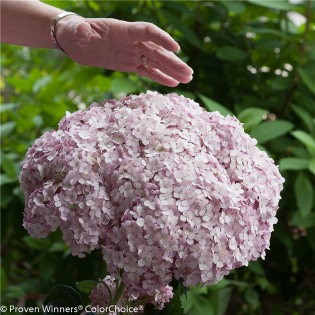 Proven winners hydrangea discount