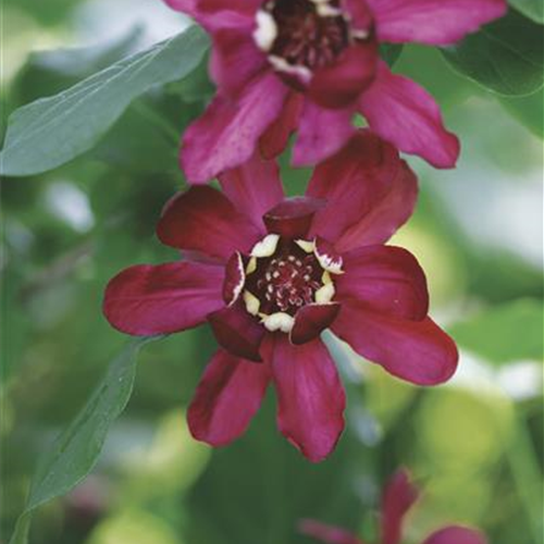 Calycanthus x raulstonii 'Aphrodite' PW® Calycanthus x raulstonii 'Aphrodite' PW®