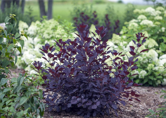 Cotinus coggygria 'Winecraft Black'® PW® Cotinus coggygria 'Winecraft Black'® PW®