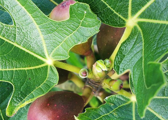 Ficus carica 'Little Miss Figgy'® Ficus carica 'Little Miss Figgy'®