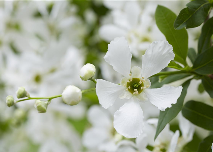 Exochorda racemosa 'Blushing Pearl'-S- Exochorda racemosa 'Blushing Pearl'-S-