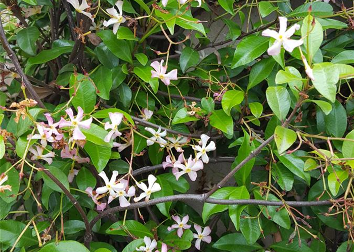 Trachelospermum jasminoides Trachelospermum jasminoides