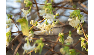 Lonicera purpusii