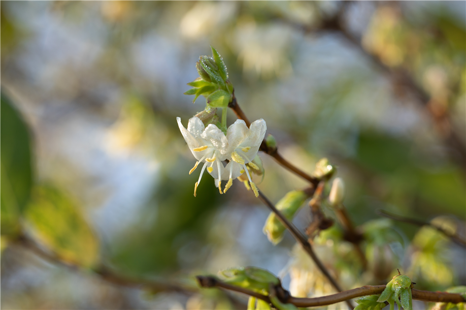 Lonicera purpusii
