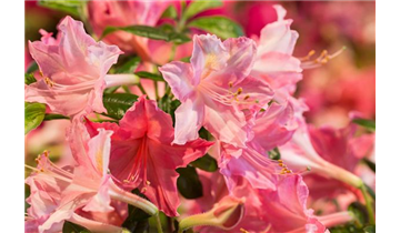 Rhododendron luteum 'Jolie Madame'