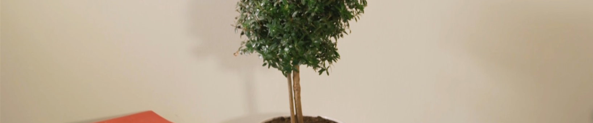 Brautmyrte - Umtopfen (thumbnail).jpg Brautmyrte - Umtopfen (thumbnail).jpg