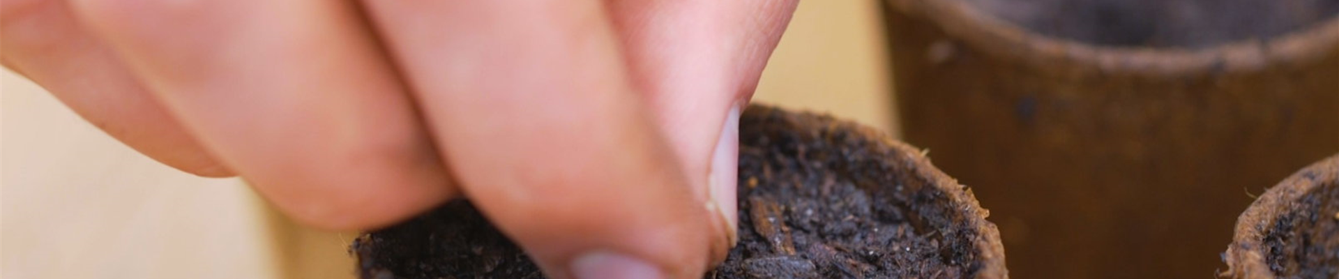 Zucchini - Aussaat (Thumbnail2).jpg Zucchini - Aussaat (Thumbnail2).jpg