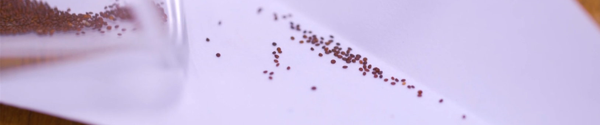 Oregano - Aussaat und Anzucht (Thumbnail).jpg Oregano - Aussaat und Anzucht (Thumbnail).jpg