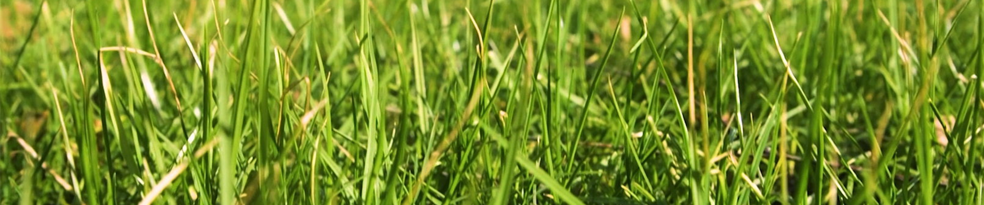 Rasen anlegen (Thumbnail).jpg Rasen anlegen (Thumbnail).jpg