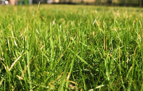 Rasen anlegen Rasen anlegen