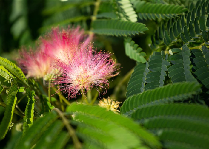 Albizia julibrissin 'Ombrella' Albizia julibrissin 'Ombrella'