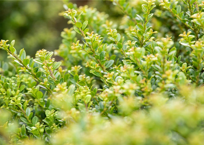 Ilex crenata 'Glorie Dwarf' Ilex crenata 'Glorie Dwarf'