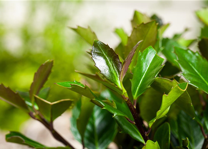 Ilex meserveae 'Heckenblau'® Ilex meserveae 'Heckenblau'®