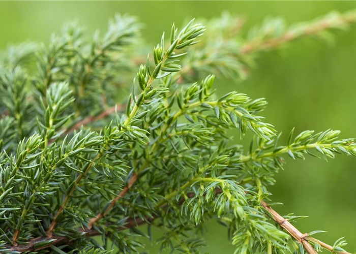 Juniperus squamata 'Holger' Juniperus squamata 'Holger'