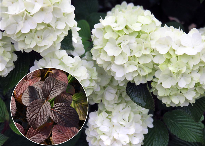 Viburnum plicatum First Editions ® 'Opening Day' Viburnum plicatum First Editions ® 'Opening Day'