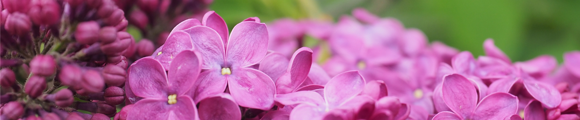 FFM_Saisonstart_2022.jpg FFM_Saisonstart_2022.jpg