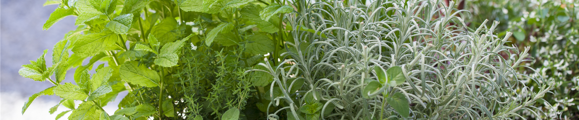 GS428281.jpg GS428281.jpg