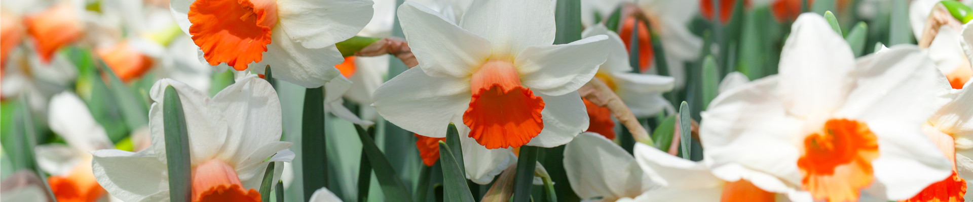 GS395008.jpg GS395008.jpg