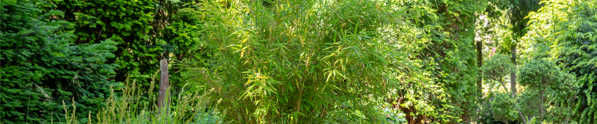 GS666855.jpg GS666855.jpg