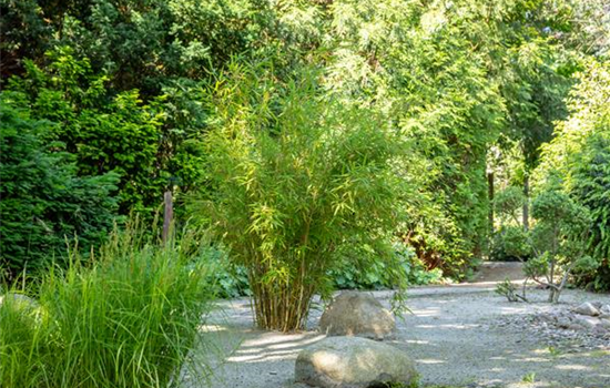 Bambus einpflanzen und asiatisches Flair ins Spiel bringen Bambus einpflanzen und asiatisches Flair ins Spiel bringen