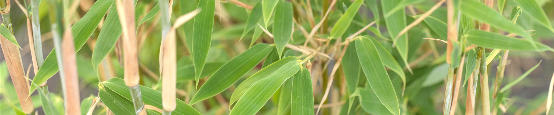 GS674004.jpg GS674004.jpg