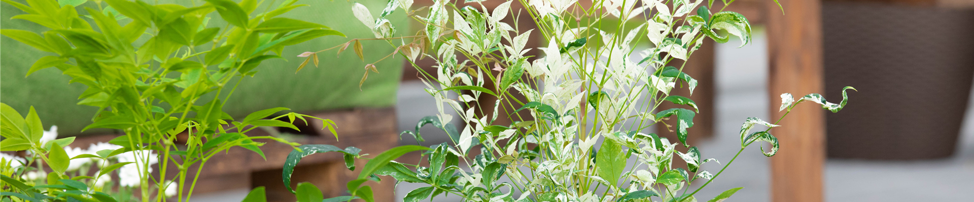 GS638573.jpg GS638573.jpg