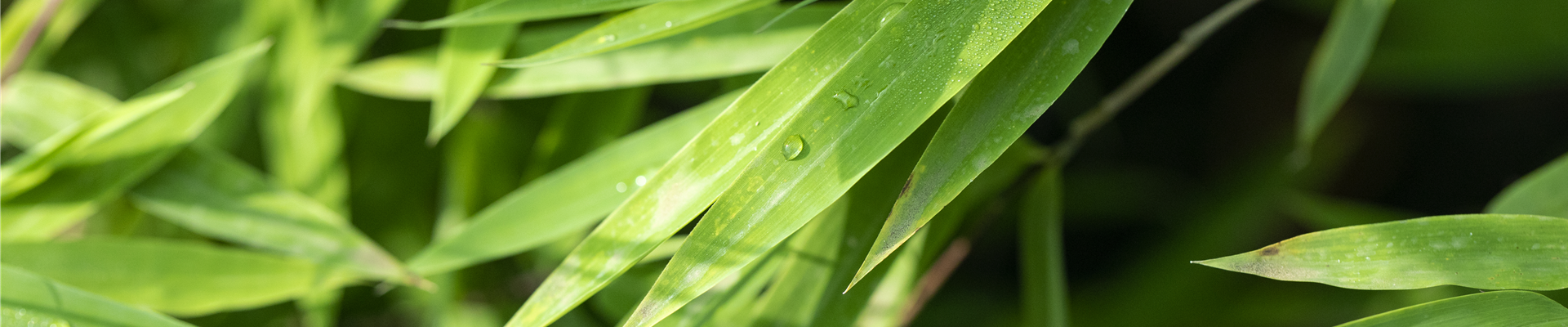 GS642424.jpg GS642424.jpg