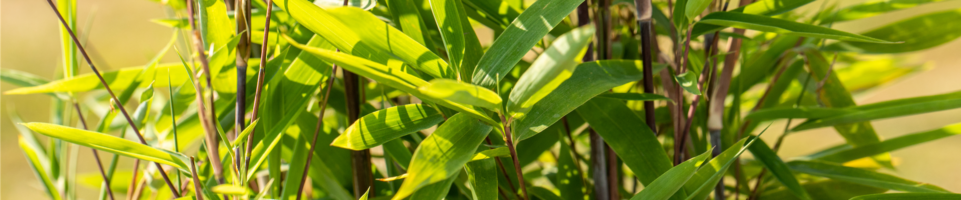 GS672389.jpg GS672389.jpg