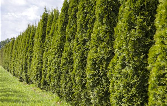Eine Thuja im Garten bringt Farbe ins Spiel Eine Thuja im Garten bringt Farbe ins Spiel
