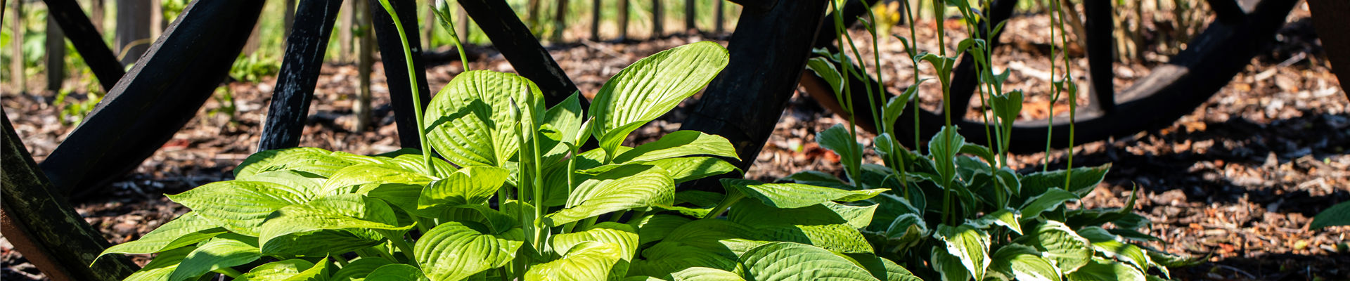 GS668232.jpg GS668232.jpg