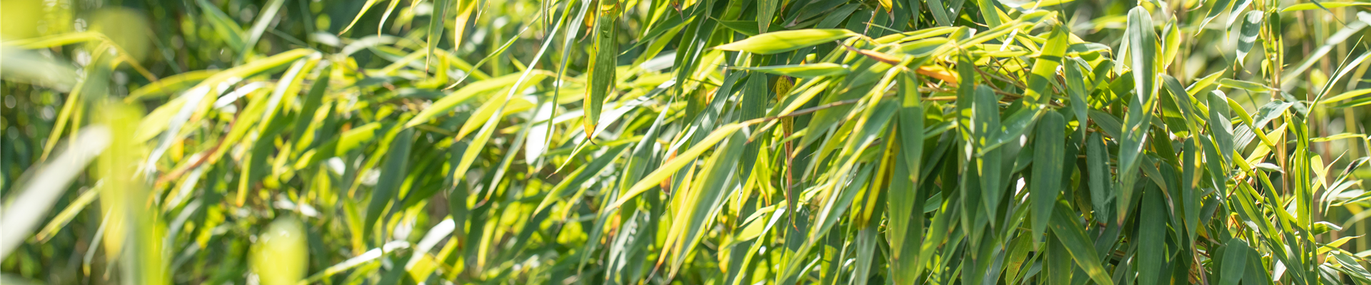 GS649160.jpg GS649160.jpg