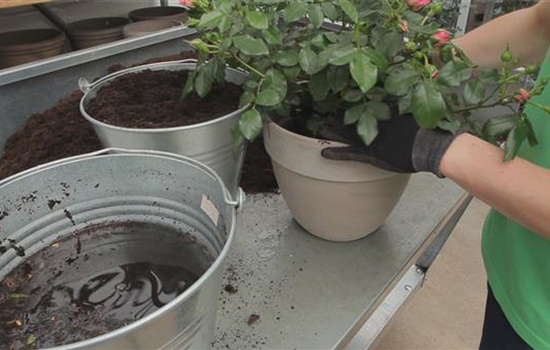 Rosen - Einpflanzen in ein Gefäß Rosen - Einpflanzen in ein Gefäß
