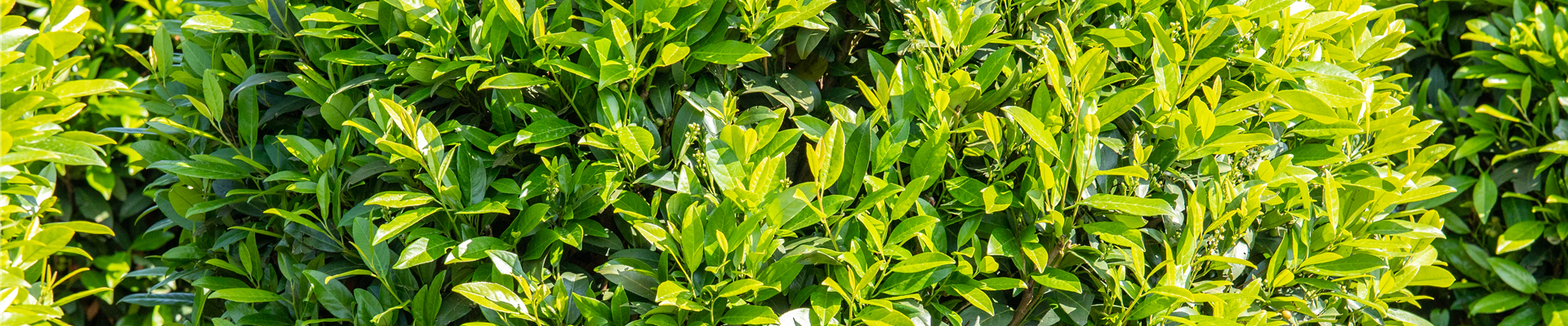 GS649575.jpg GS649575.jpg