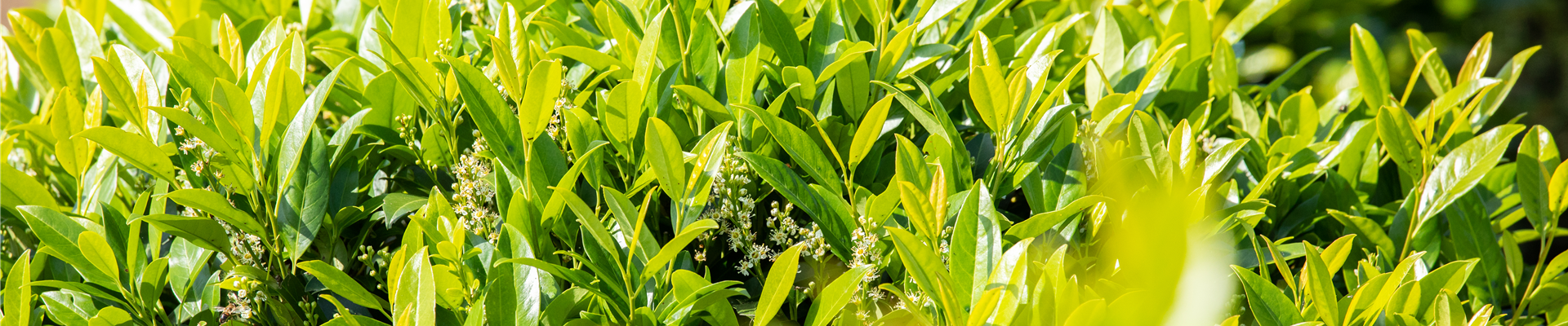 GS649589.jpg GS649589.jpg