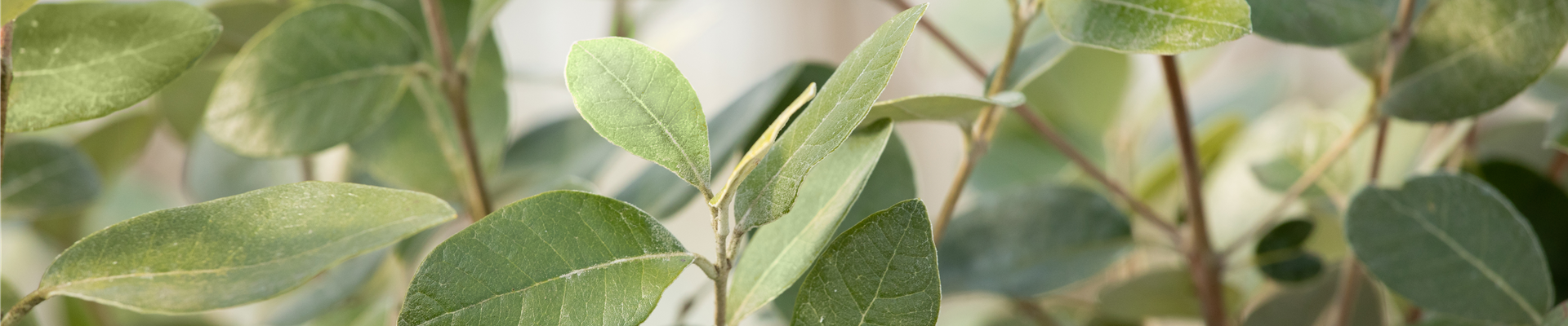 GS659022.jpg GS659022.jpg