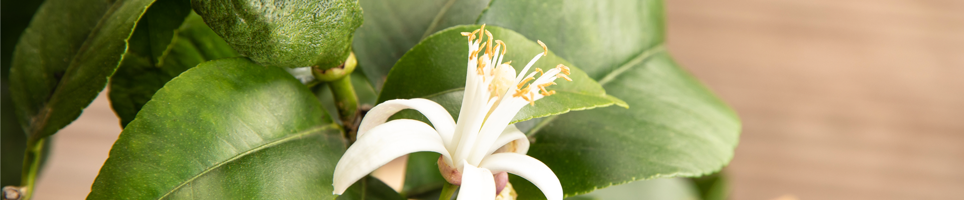 GS624989.jpg GS624989.jpg