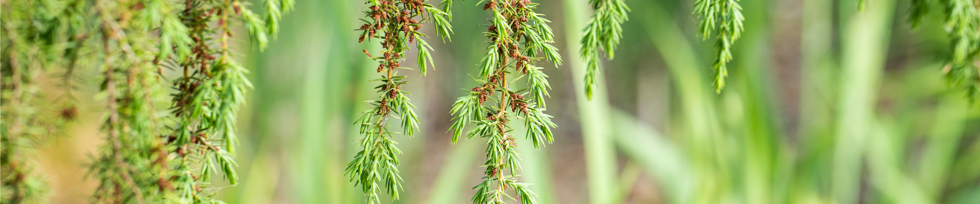 GS663123.jpg GS663123.jpg