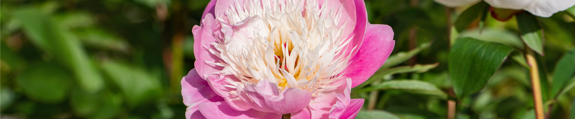 GS714650.jpg GS714650.jpg