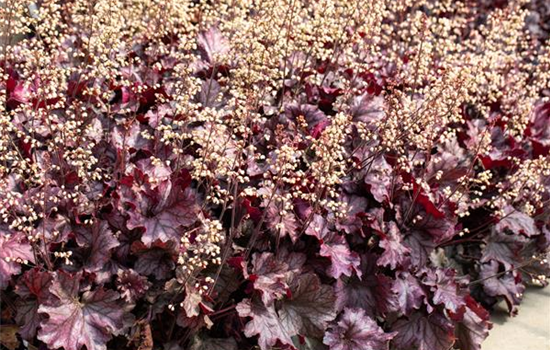 Purpurglöckchen pflanzen und den Garten bunt gestalten Purpurglöckchen pflanzen und den Garten bunt gestalten